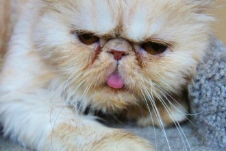 Persian Breed , 8 Cute Persian Cat Behavior In Cat Category