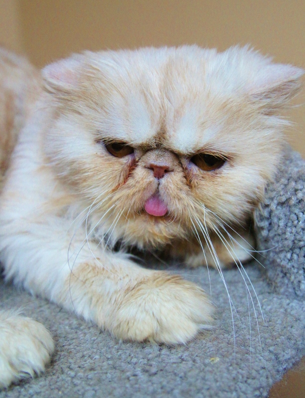 Cat , 8 Cute Persian Cat Behavior : Persian Breed