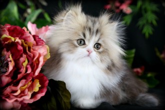 Persian Cat Breeders , 7 Cute Mini Persian Cats For Sale In Cat Category
