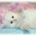 Persian cat color , 7 Gorgeous Doll Face Persian Cats For Sale In Cat Category