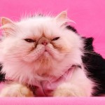 Persian cat picture , 9 Cute Persian Cats Hypoallergenic In Cat Category