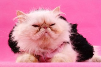 Persian Cat Picture , 9 Cute Persian Cats Hypoallergenic In Cat Category