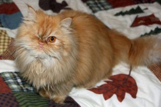 Persian Cat Rescue Los Angeles , 8 Fabulous Persian Cats Los Angeles In Cat Category