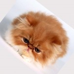 Persian cat , 8 Charming Persian Cats Rescue In Cat Category