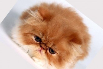 Persian Cat , 8 Charming Persian Cats Rescue In Cat Category