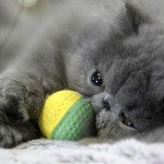 Persian cat , 7 Cute Persian Cat Lifespan In Cat Category