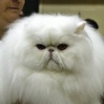 Persian cat , 8 Lovely Persian Cat Breeders In Cat Category