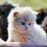 Persian cats , 5 Stunning Breeding Persian Cats In Cat Category