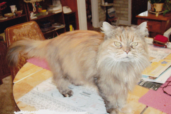 Cat , 9 Fabulous Persian Cats And Allergies : Persian Himalayan