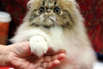Persian Kitten , 9 Good Grooming Persian Cats In Cat Category