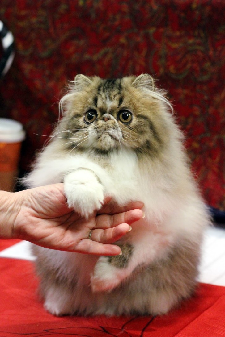 Cat , 9 Good Grooming Persian Cats : Persian Kitten