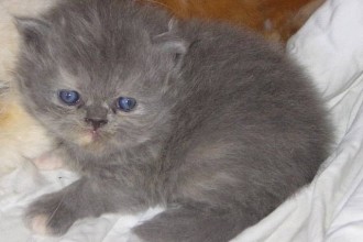 Persian Kittens , 9 Charming Persian Cat Rescue San Diego In Cat Category