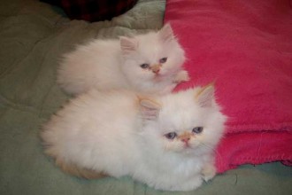Persian Kittens For Sale , 5 Best Himalayan Persian Cat For Sale In Cat Category