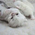 Persian kittens from Indiana , 9 Lovely Persian Cats For Sale In Indiana In Cat Category