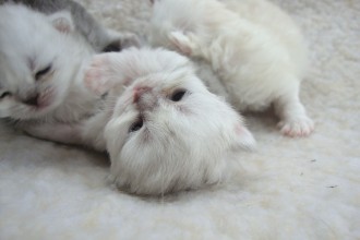 Persian kittens from Indiana in Laboratory