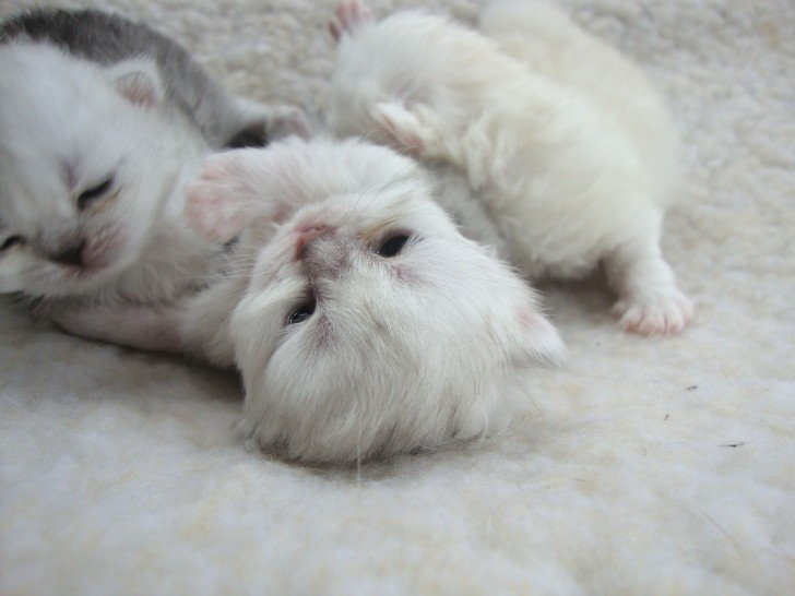 Cat , 9 Lovely Persian Cats For Sale In Indiana : Persian Kittens From Indiana
