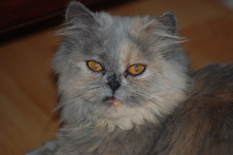 Persian Kittens , 8 Cool Adopt A Persian Cat In Cat Category
