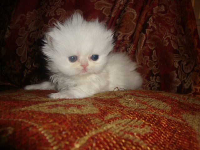 Cat , 9 Lovely Persian Cats For Sale In Indiana : Persian Kittens