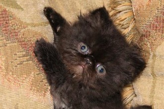 Persian Kittens , 4 Gorgeous Persian Cats For Sale In Phoenix In Cat Category