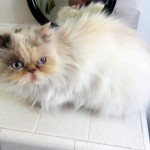 Persian rescue cat , 8 Charming Persian Cats Rescue In Cat Category