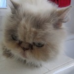 Persian rescue cat for adoption , 8 Charming Persian Cats Rescue In Cat Category
