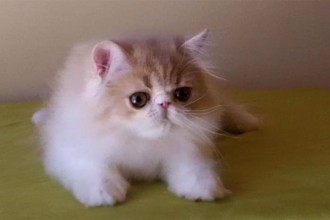 Pet Kittens , 8 Fabulous Shorthair Persian Cat In Cat Category