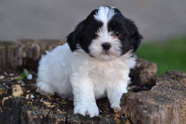 Dog , 8 Cute Shichon Puppies For Sale In Nj : Pet For Sale
