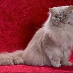 Pictures collection of persian , 7 Cool Persian Cat Characteristics In Cat Category