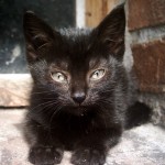 Polish Kitten , 6 Good Persian Cats San Antonio In Cat Category