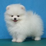 Pomeranian Puppies , 8 Cute Puppies For Sale In Williamsport Pa In Dog Category