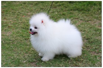 Pomeranian Puppies Pictures , 8 Cute Puppies For Sale In Williamsport Pa In Dog Category