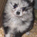 Pomskie Puppies , 8 Charming Pomskies Puppies For Sale In Dog Category