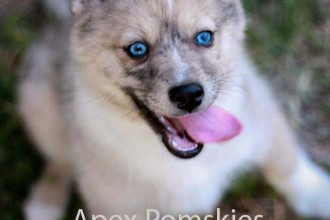 Pomskies , 8 Charming Pomskies Puppies For Sale In Dog Category