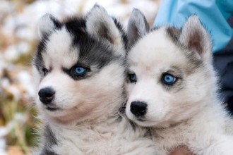 Dog , 8 Charming Pomskies Puppies For Sale : Pomskies Dog For Sale