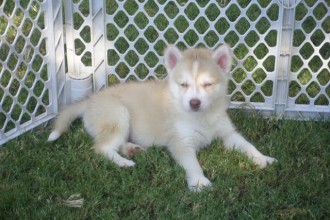 Pomskies For Sale Ohio , 8 Charming Pomskies Puppies For Sale In Dog Category