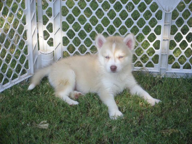 Dog , 8 Charming Pomskies Puppies For Sale : Pomskies For Sale Ohio