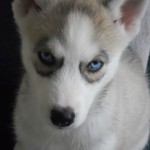 Pomsky Puppies For Sale Images , 6 Cute Pomsky Puppies For Sale In Oklahoma In Dog Category