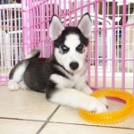 Pomsky Puppies For Sale In Oklahoma City , 6 Cute Pomsky Puppies For Sale In Oklahoma In Dog Category