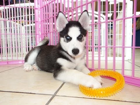 Dog , 6 Cute Pomsky Puppies For Sale In Oklahoma : Pomsky Puppies For Sale In Oklahoma City