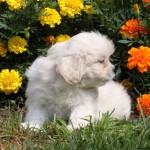 Poo Puppies , 7 Cute Peekapoo Puppies For Sale In Pa In Dog Category