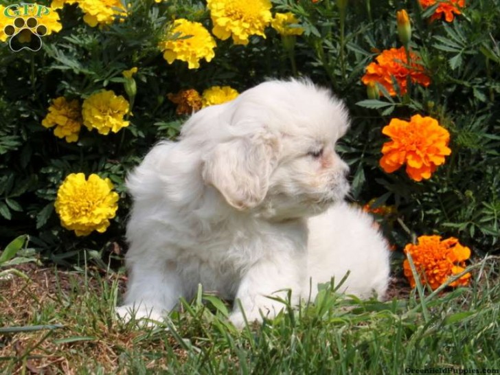 Dog , 7 Cute Peekapoo Puppies For Sale In Pa : Poo Puppies