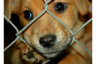 Pound Puppy , 6 Cute Pound Puppy Rescue Palo Alto In Dog Category