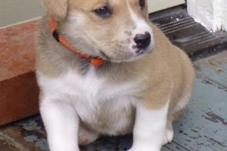 Pound Puppy Rescue Palo Alto in Dog