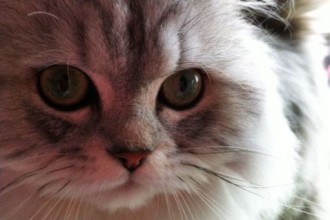 Pretty Silver Persian Kitten , 6 Persian Cat Allergies To Consider In Cat Category