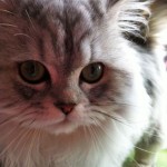 Pretty Silver Persian Kitten , 9 Fabulous Persian Cats And Allergies In Cat Category
