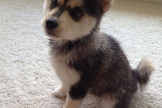 Puppies For Sale , 8 Charming Pomskies Puppies For Sale In Dog Category