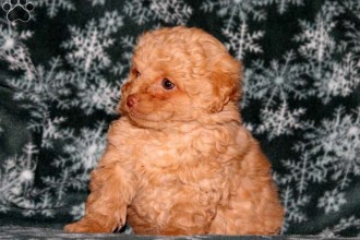 Dog , 7 Cute Peekapoo Puppies For Sale In Pa : Puppies For Sale