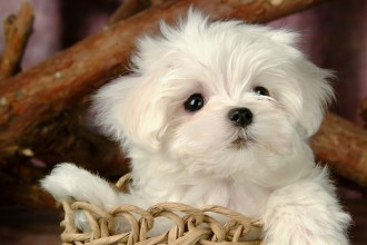 Puppies Wallpaper , 8 Cute Puppies For Sale In Williamsport Pa In Dog Category