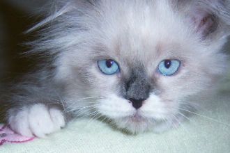 Purebred Kittens , 7 Charming Persian Cat Price Range In Cat Category
