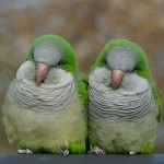 Quaker parrots , 7 Nice Quaker Parrots In Birds Category